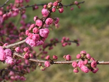 春暖花开